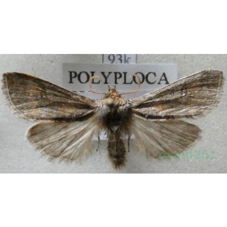 Asphalia ruficollis (Denis & Schiffermüller, 1775) Slovenia93k